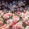 noura_alharir