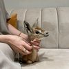 ameera_ziad