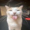 asaaww_1