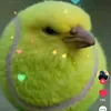 tennisballbird1274