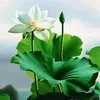 .cng.nguyn84