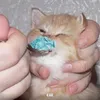 thefluffyfirbolg