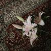 iilknu_22