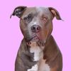 love.a.bull_diesel