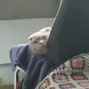 chris.tf_