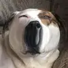 stellieking