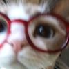 nyla1.1