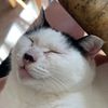 soupdumplingcat