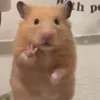 kochochantazeacclaimedw2