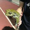 froggofast