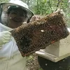 Apiário da Caatinga
