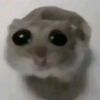 hamster_na_zabroske