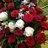 red_rose40