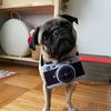 moishethepug