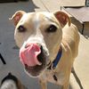 proudpittiemom