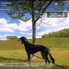fargiz_the_saluki