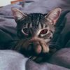 evers_crybaby