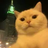 watata441
