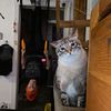 neko.tiff