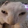 curiousb0i