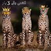 murshad001600