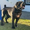 Narco Boerboels