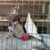 _mother.clucker