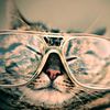 🐾Therealcatlivesofnj 🐾