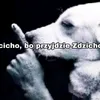 yuhozzxd
