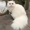 kittykittykitty688