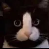 cabrita_mistica