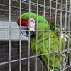 daybirdaviaries
