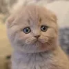 miaouzone