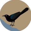 yourlocalgrackle