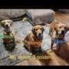 honeygirlgolden541