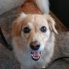 thetravelpup