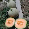edysoetta