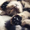 melyy_070311