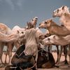 naser.alaotibi
