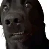 royxzm_1