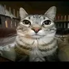 autumncat3