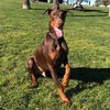 dobiedoggo