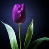 purpletulips88
