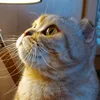 cat_klukva_whisky
