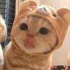 catatapapgueh