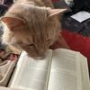 kiralovesbooks