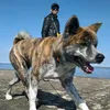 timfoxi