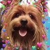 luis_doglover_87