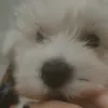mihaelacameliaa