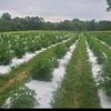 alabamahempcompanyllc